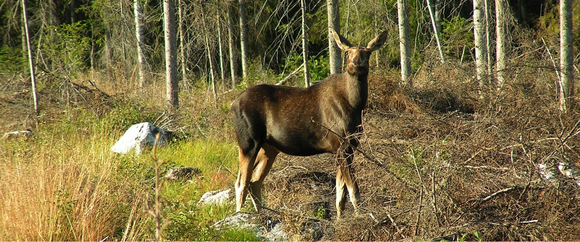 Abenteuer_Reise_VaeSoe_Schweden_Norwegen05.jpg